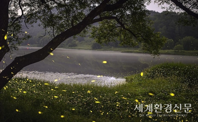 금산군, 제원면 용화리 운문산 반딧불이 생태체험 ‘성료’