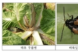 김장배추 출하 대비 병해충 관리 철저