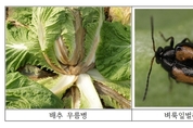 김장배추 출하 대비 병해충 관리 철저