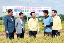 사천시, 2025년 첫 벼 수확 시작