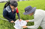 충남 서해안 지역 벼 멸구류 급증…개별 방제 필수