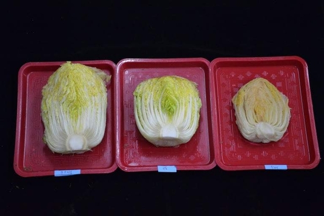 수확 중인 김장용 무·배추 한파 대비해야