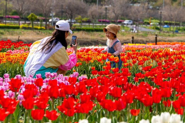 동대문구, 중랑천 사계정원에 튤립 활짝…봄 산책길 물들였다