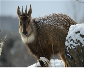 11월의 멸종위기 야생생물로 ‘산양’ 선정