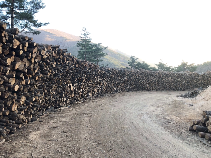 국산목재, 생산부터 유통까지 한번에 연결한다